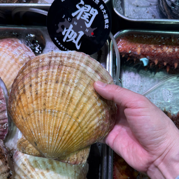 超特大ホタテ「潤帆」|今日も入荷!とにかく大きい!