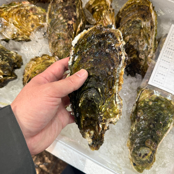 三陸山田湾の特大真牡蠣|絶好調です。今大変おすすめ