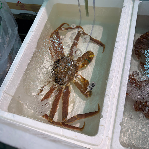 越前ガニ|大幅に相場が下がりました。今が狙いどきです。