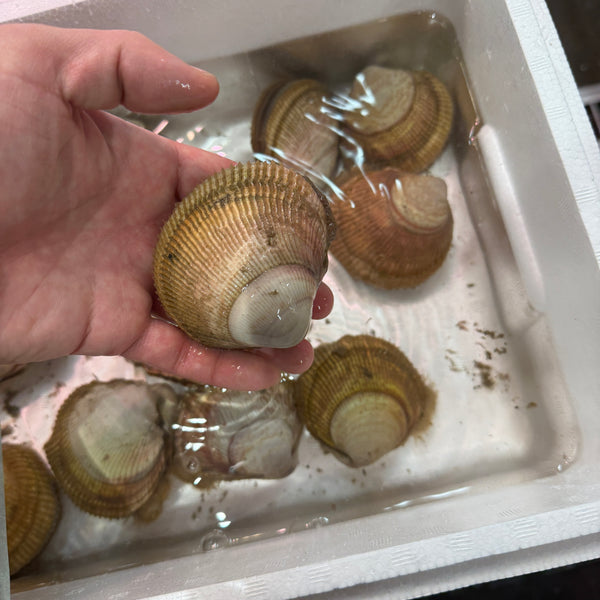 特選鳥貝|春の代表格!生食が大変美味!