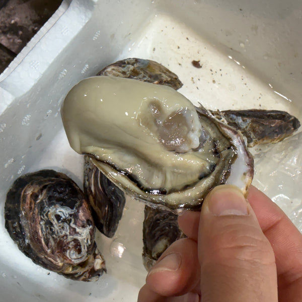 坂越産 特選真牡蠣|味良し、実入良し、大変おすすめです