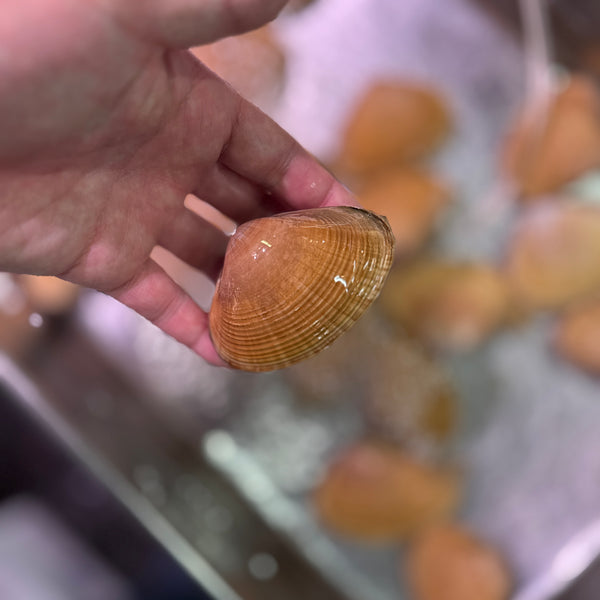 北海道知内産アオヤギ貝|春の貝、始まりました。香りが良くおすすめ