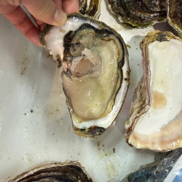 隠岐の島産 岩牡蠣|今年もスタート!実入も良く、味も良し。おすすめです。