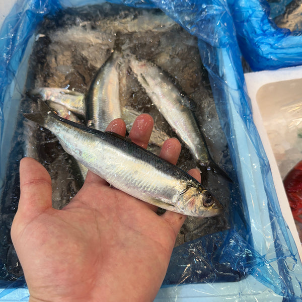 子ニシン|大変希少な子ニシン。入荷ありました!