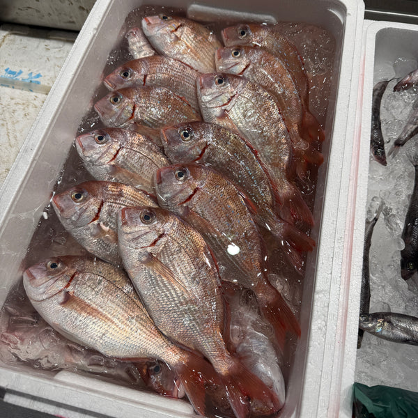 鹿児島県カスゴ|鮮度も良くおすすめ