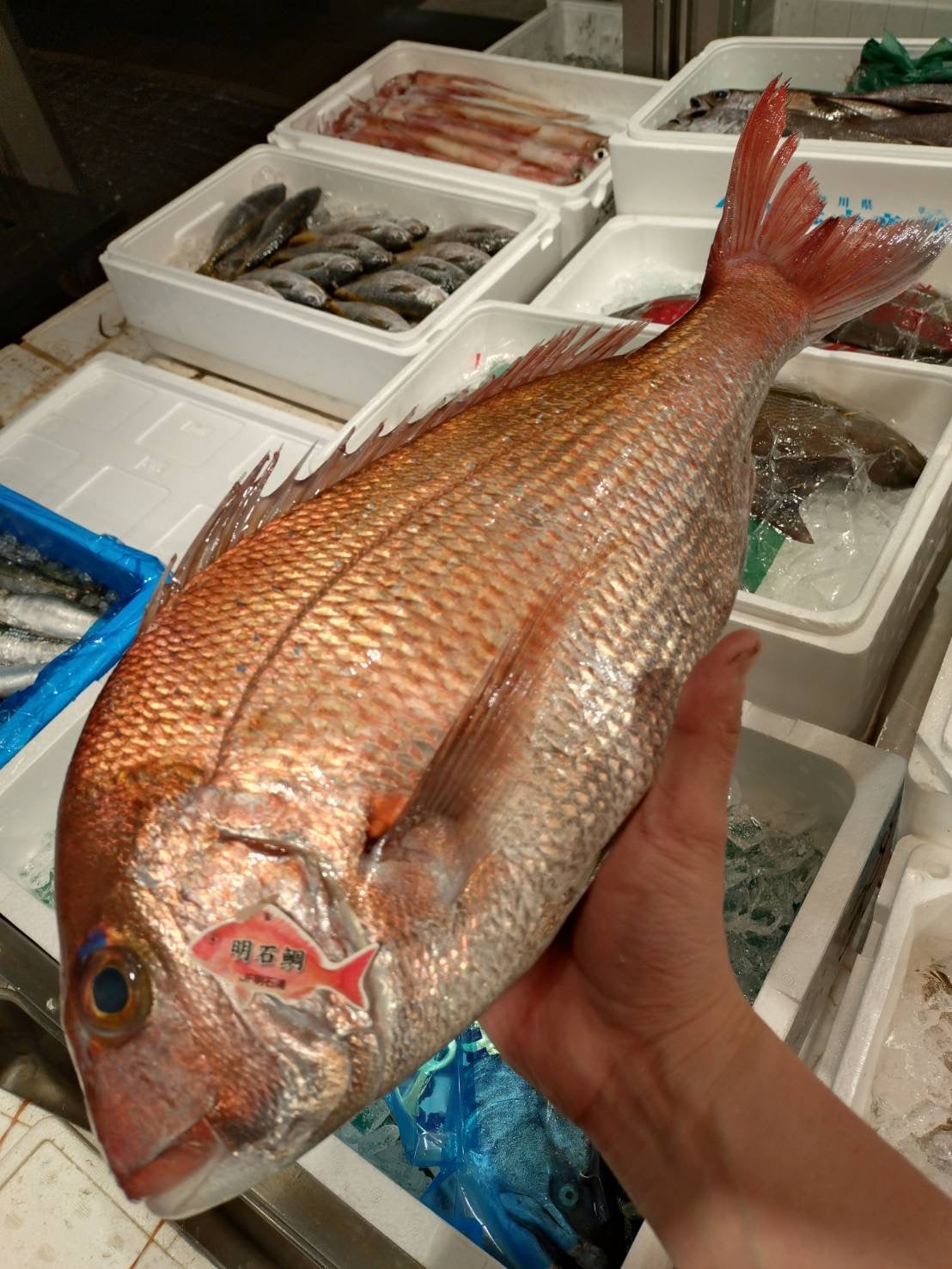 明石の特選真鯛｜1.7kg、大変良かったです。おすすめ。 – 豊洲Okawari
