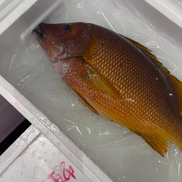 白星フエダイ|夏の高級魚、入荷しています