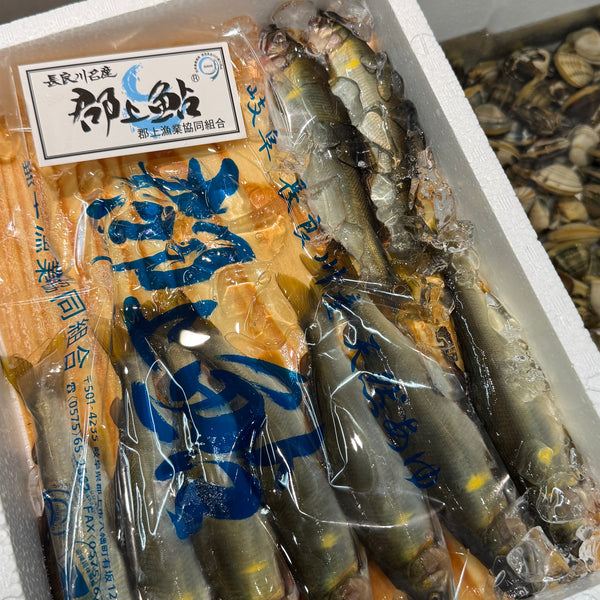 長良川産郡上鮎|久しぶりに入荷。大変美味です