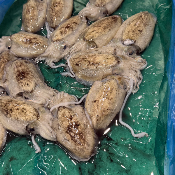 新イカ|出水新イカ、甘みがあり美味