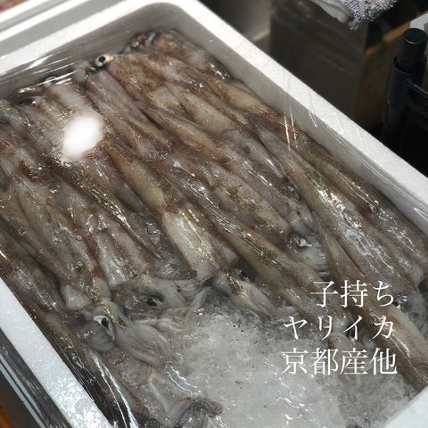 子持ちヤリイカ okawari 鮮魚通販 鰺ヶ沢