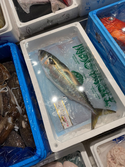 特大関サバ
