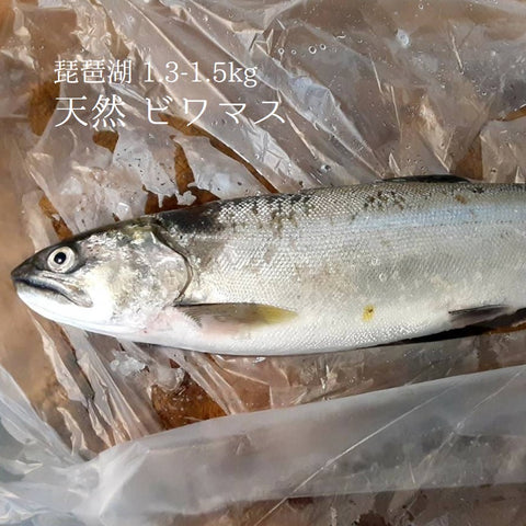 琵琶湖 ビワマス 豊洲 Okawari鮮魚店 鮮魚通販