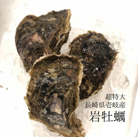 長崎県郷ノ浦産　岩牡蠣　黄金かき　鮮魚通販　Okawari鮮魚店