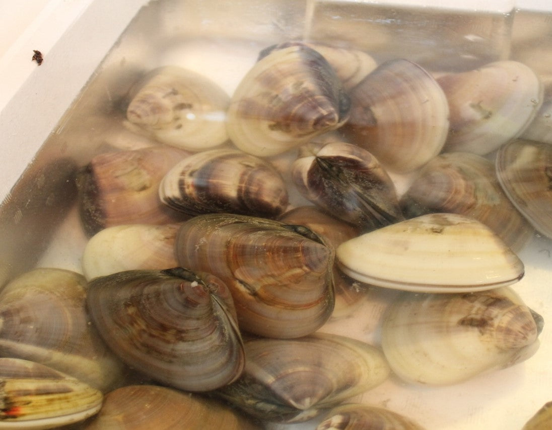 超特大ハマグリ。約119mm。 鮮魚通販［豊洲 Okawari 鮮魚店］千葉県産の地ハマグリ入荷し