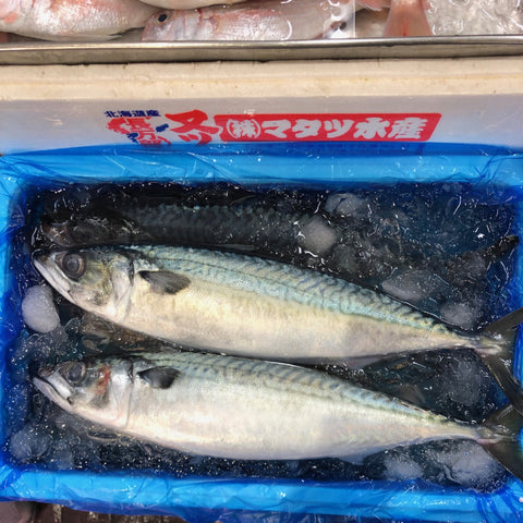淡路島由良 特上マサバ