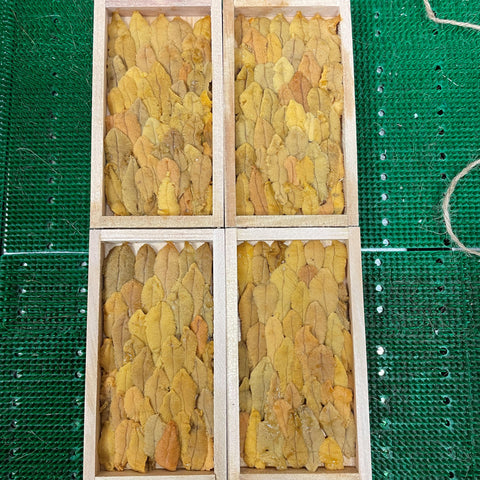 唐津 赤ウニ Okawari 鮮魚通販 豊洲市場 豊洲直送