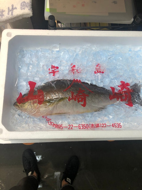 長崎・大分・愛媛産 特選イサキ