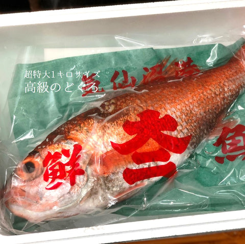 豊洲 Okawari鮮魚店 特大のどぐろ
