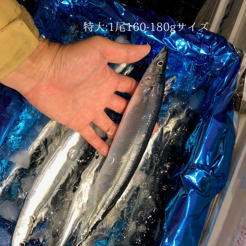 北海道産 特大サンマ(160-180gサイズ)
