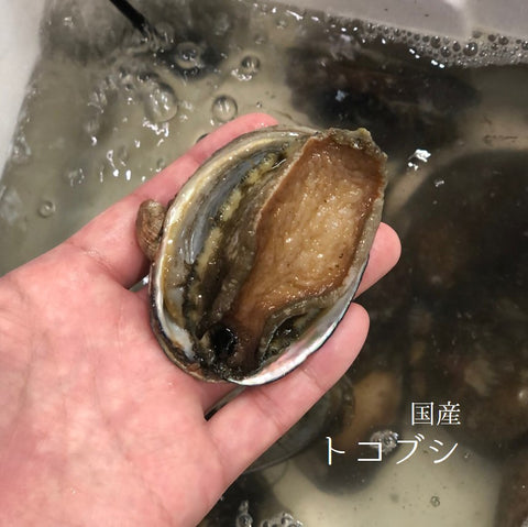 夏の貝類 特選トコブシ
