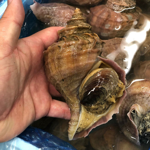 北海道産 活けマツブ