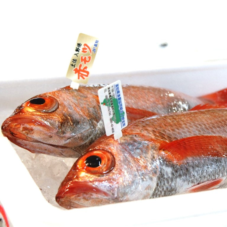 白身魚 – 豊洲Okawari鮮魚店