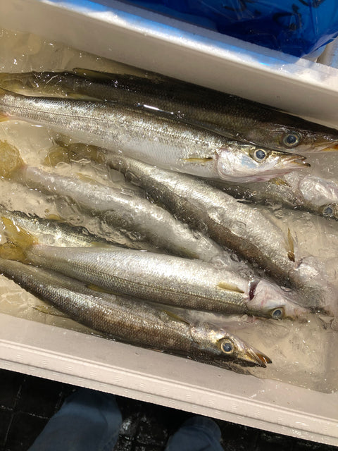 高級カマス 千葉・豊後水道産 他 かます 1尾200-300g前後 1キロ【?200-300g1K】 冷蔵