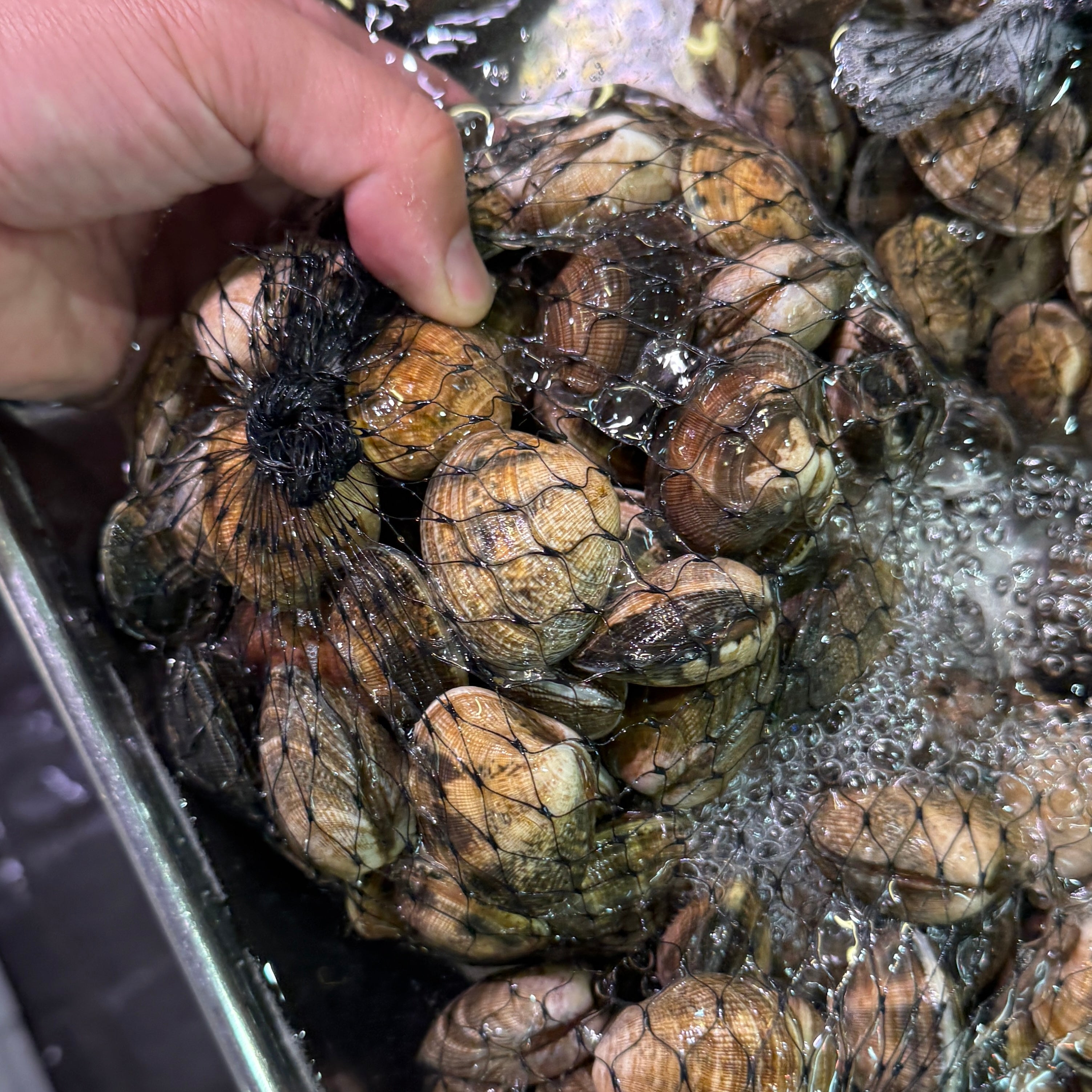 あさり様✨ 鮮魚通販［豊洲 Okawari 鮮魚店］最高級アサリ「春黄金」垂下式