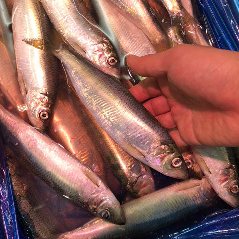 生 子ニシン 鰊 北海道産 小サイズ 1kg 鮮魚【新子ニシン1K】冷蔵 豊洲直送