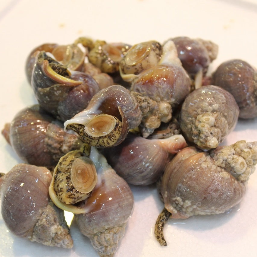 活イソツブ 活磯ツブ ツブ貝 北海道産 高級貝類【磯ツブ500g】 冷蔵