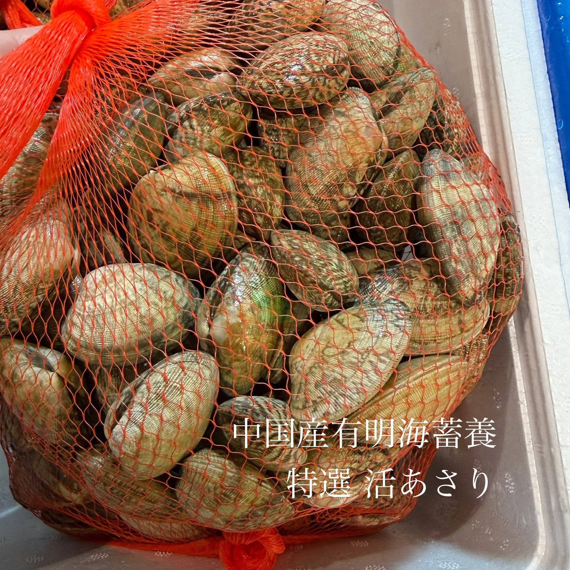 あさりあ様　お取置き 有明畜養 活あさり 1kg 殻付き 加熱用 中国産 冷蔵 | 豊洲Okawari鮮魚店