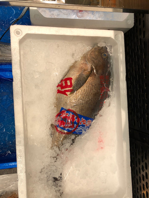 特選 イサキ 1尾約2kg 大分産 他 豊洲直送 伊佐木 鮮魚【高級イサキ2K】 冷蔵