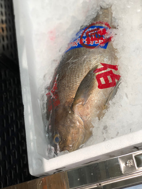 特選 イサキ 1尾約2kg 大分産 他 豊洲直送 伊佐木 鮮魚【高級イサキ2K】 冷蔵