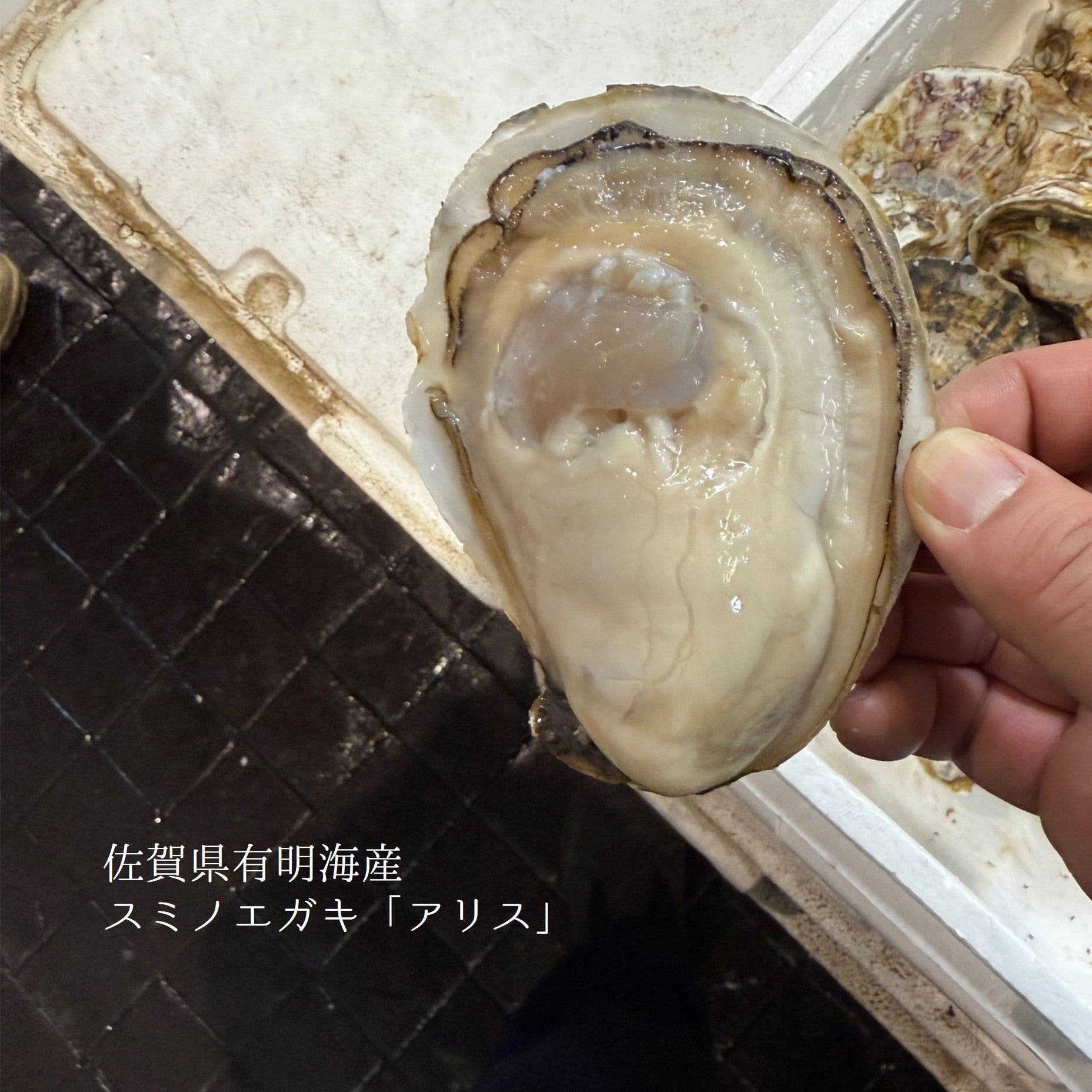 鮮魚通販［豊洲 Okawari鮮魚店］殻付き牡蠣 佐賀県白石町 有明海産