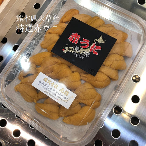 特選 生ウニ(赤ウニ)熊本県天草産 100g 赤雲丹【天草産 アカウニ 】冷蔵 豊洲直送