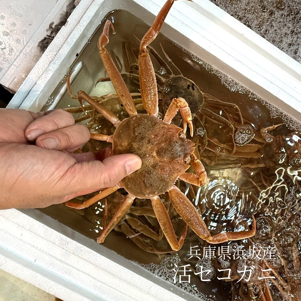 兵庫県浜坂産 セコガニ (生・足揃い) Lサイズ 160g以上 5杯セット
