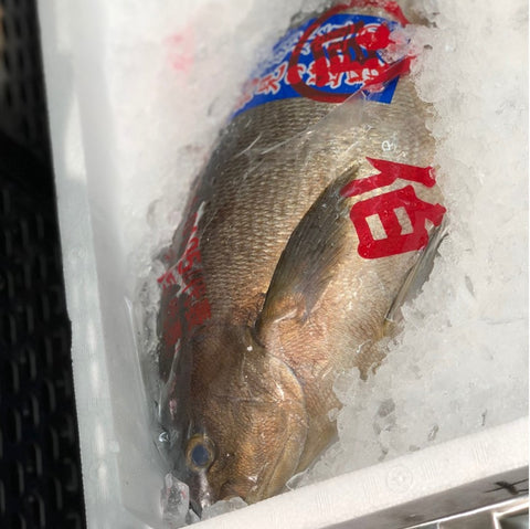 特選 イサキ 1尾約2kg 大分産 他 豊洲直送 伊佐木 鮮魚【高級イサキ2K】 冷蔵