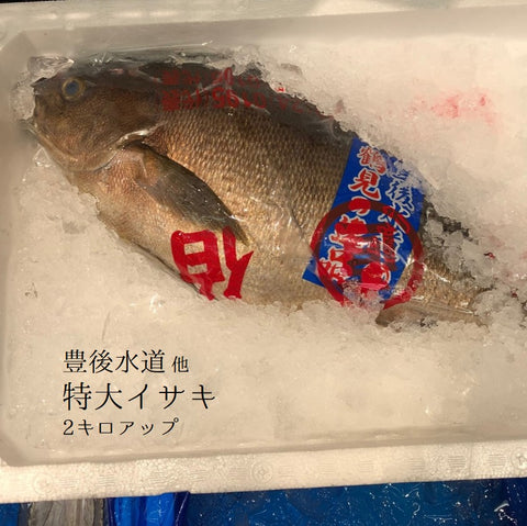 特選 イサキ 1尾約2kg 大分産 他 豊洲直送 伊佐木 鮮魚【高級イサキ2K】 冷蔵