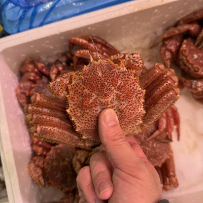 活 毛ガニ 北海道産(300-350g)1杯 冷蔵 豊洲直送