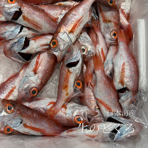 生のどぐろ(アカムツ) 丸 小サイズ 500g(1尾50-100g)【小のどぐろ500g】冷蔵 豊洲直送