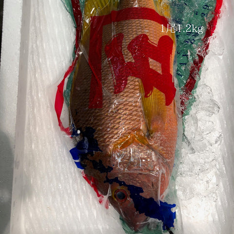白星笛鯛(フエダイ)鹿児島県産 他 1尾1~2kg前後 シブダイ【フエダイ】豊洲直送 冷蔵