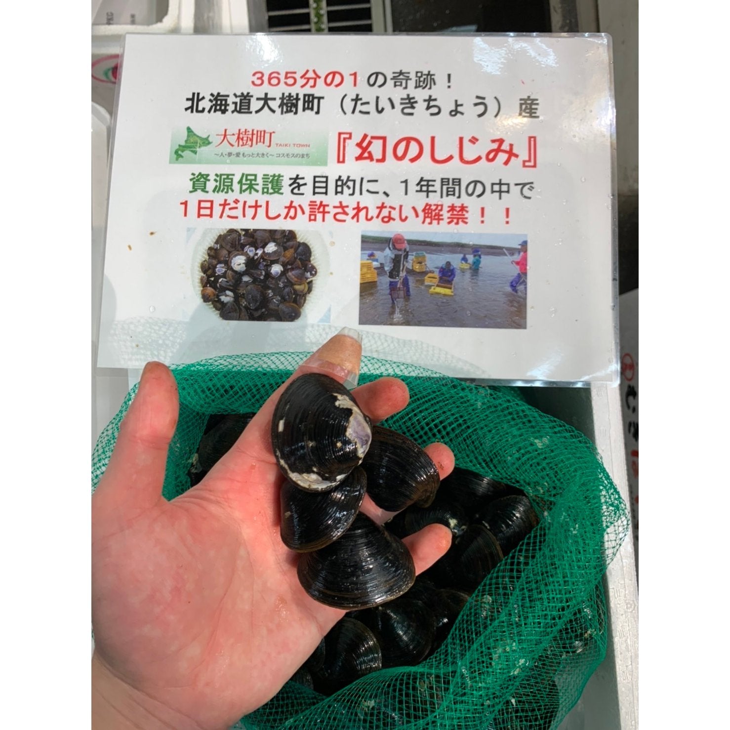 北海道大樹町 生花苗沼産 幻のしじみ 500g 殻付き 冷蔵 | 豊洲Okawari