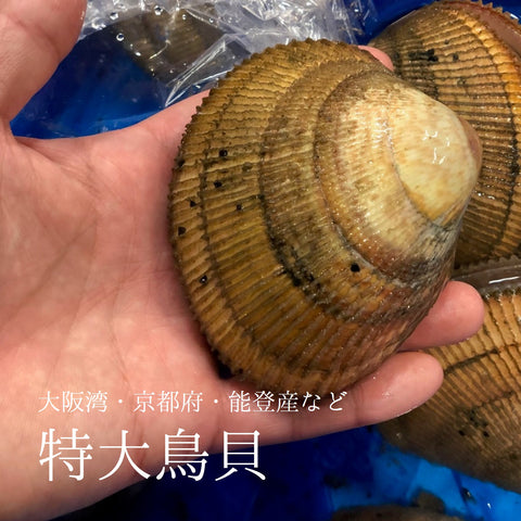特大トリ貝 1個辺り150-200gサイズ 京都産養殖 鳥貝【養殖特大とり貝 x1個】冷蔵 豊洲市場