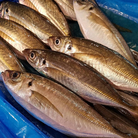 出水 特上 釣り鯵 豊洲最高級 鹿児島出水産 計5尾（1尾130-180g前後)【出水アジ５尾】 冷蔵