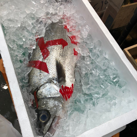 ヒラスズキ 平鱸 国産(三重・千葉 他)1尾1.5-2kg【ヒラスズキ1.5-2kg】冷蔵