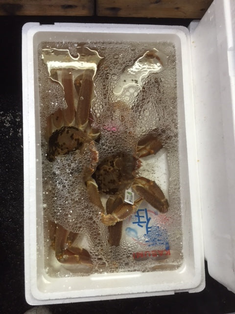 活 特大ズワイガニ 約1.0~1.3kg1杯 日本海(兵庫・福井・島根など)松葉ガニ / 越前ガニ / 最高級品【活ズワイ蟹1-1.3kg】冷蔵 豊洲直送