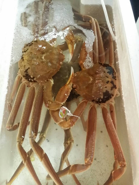 活 特大ズワイガニ 約1.0~1.3kg1杯 日本海(兵庫・福井・島根など)松葉ガニ / 越前ガニ / 最高級品【活ズワイ蟹1-1.3kg】冷蔵 豊洲直送