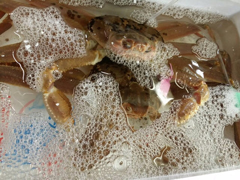 活 特大ズワイガニ 約1.0~1.3kg1杯 日本海(兵庫・福井・島根など)松葉ガニ / 越前ガニ / 最高級品【活ズワイ蟹1-1.3kg】冷蔵 豊洲直送