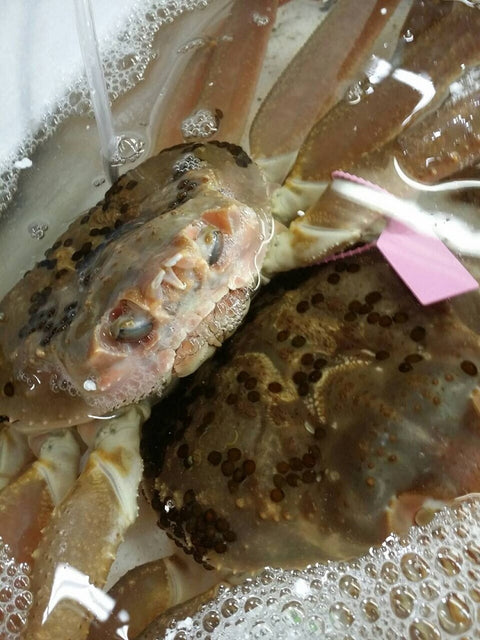 活 特大ズワイガニ 約1.0~1.3kg1杯 日本海(兵庫・福井・島根など)松葉ガニ / 越前ガニ / 最高級品【活ズワイ蟹1-1.3kg】冷蔵 豊洲直送