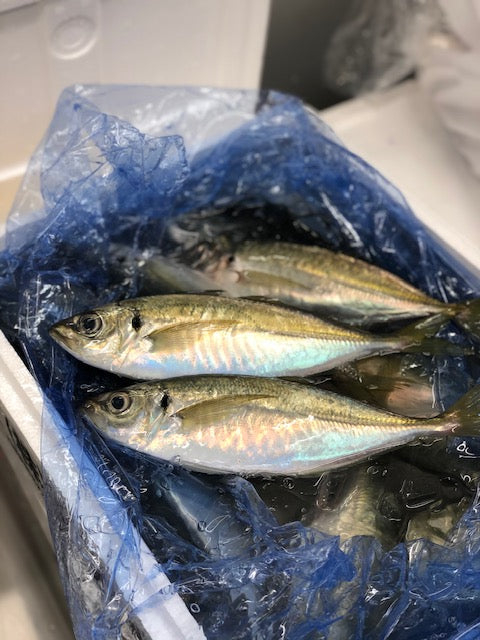 特上釣りアジ 淡路島産 1尾150-200gサイズ 計4尾 マアジ 鯵【淡路鯵4尾】冷蔵